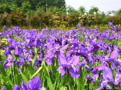 藍色鳶尾播種后多久可以開花