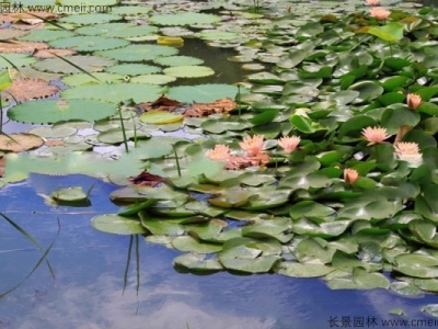 睡蓮的花語(yǔ)是什么？