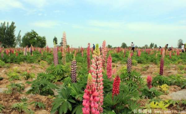 羽扇豆種子發芽出苗開花圖片