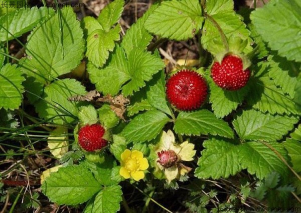 蛇莓種子發(fā)芽出苗結(jié)果圖片