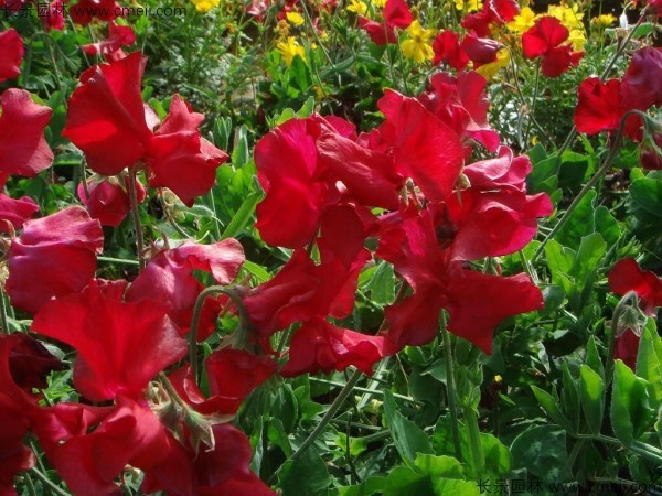 香豌豆種子發芽出苗開花圖片