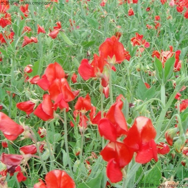 香豌豆種子發芽出苗開花圖片