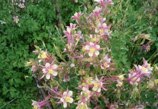 小花耬斗菜種子發芽出苗開花圖片