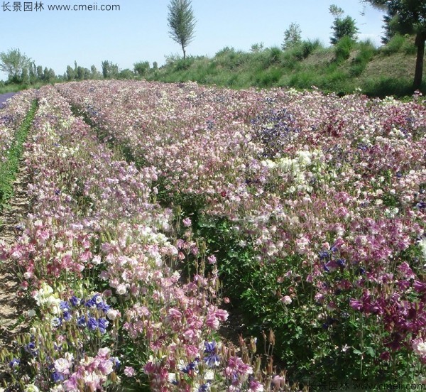 小花耬斗菜種子發芽出苗開花圖片