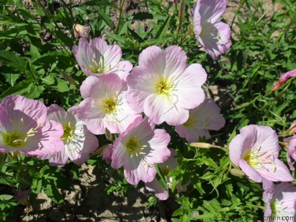 美麗月見草種子發芽出苗開花圖片