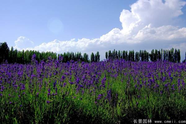 薰衣草種子發芽出苗開花圖片