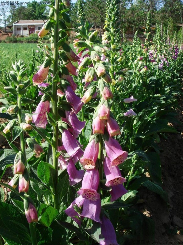 毛地黃種子發芽出苗開花圖片