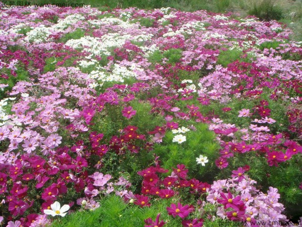 波斯菊種子發芽出苗開花圖片