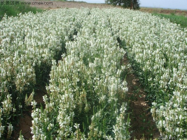 假龍頭種子發(fā)芽出苗開(kāi)花圖片