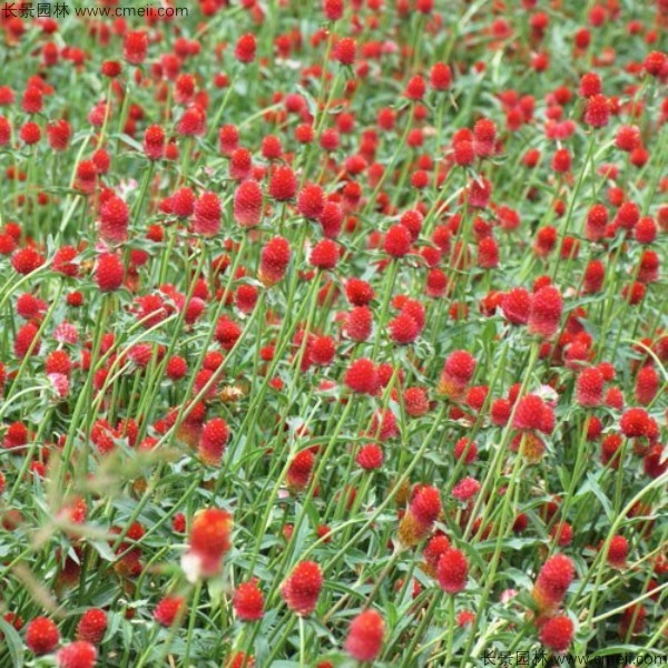 千日紅種子發芽出苗開花圖片