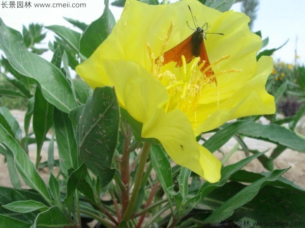 夜來香種子發芽出苗開花圖片