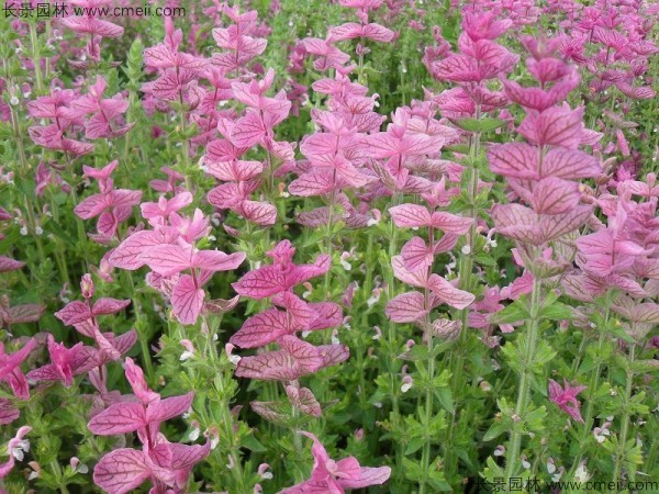 鼠尾草種子發芽出苗開花圖片