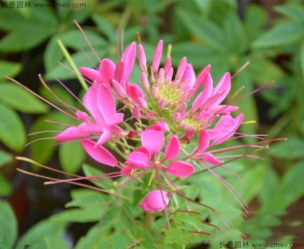 醉蝶花種子發芽出苗開花圖片