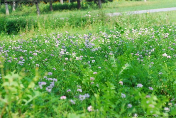 小冠花種子發(fā)芽出苗開花圖片