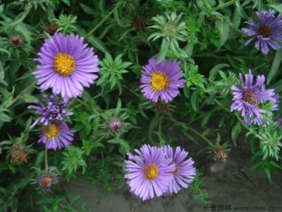 除蟲菊什么時候開花較好？