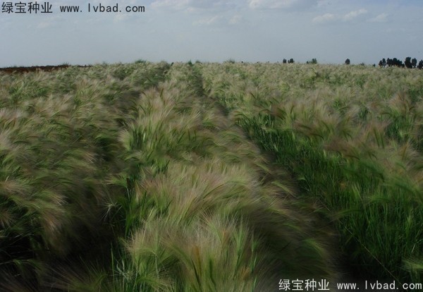 狗尾草開花嗎