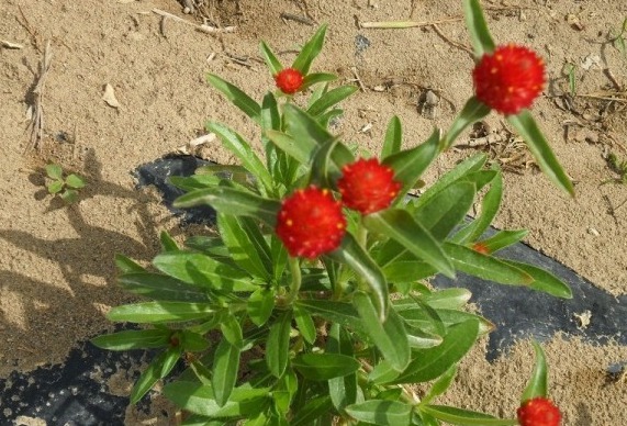 6月份可以種的草花