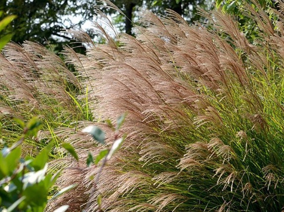 細(xì)葉芒草的種植要求