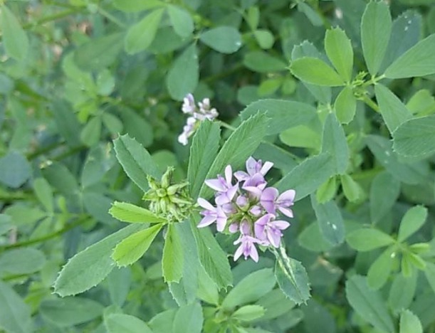 紫花苜蓿草種植時間