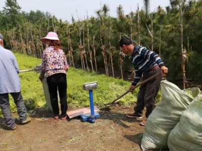 佛甲草什么時候播種