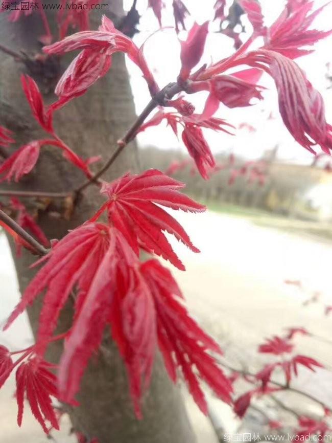 日本紅楓