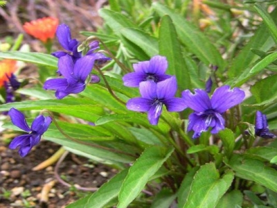 紫花地丁夏天開花嗎？