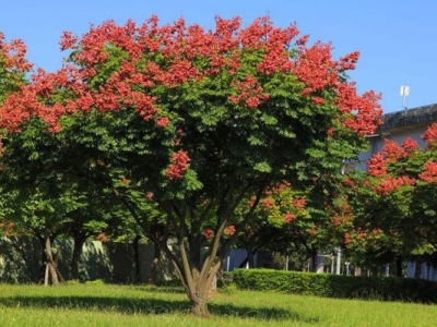 欒樹六月可以種植嗎？