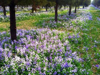 公園種的草花有哪些