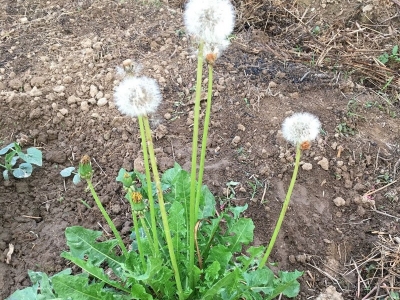 蒲公英夏天能種嗎