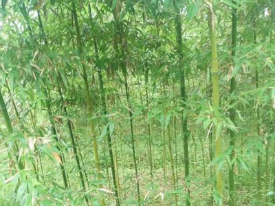 青竹苗六月份種植能活嗎