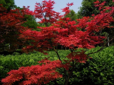 日本紅楓能用種子種出來嗎