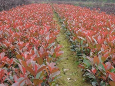 紅葉石楠10月份能栽活嗎？