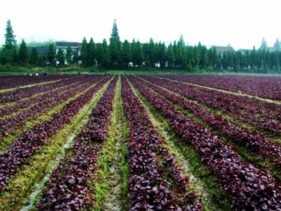 紫蘇北方可以種植嗎