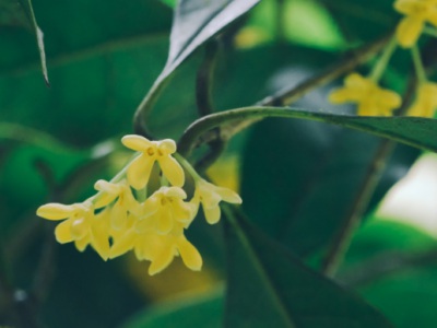 桂花種子幾月份播種怎樣種？