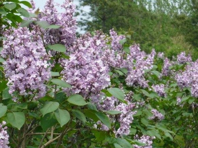 紫丁香和丁香花是同一種花嗎？