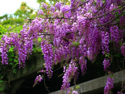 紫藤花季是什么時候？