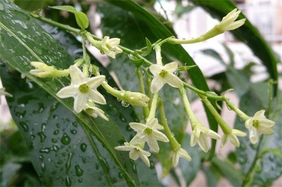 多年生草本花卉品種有哪些