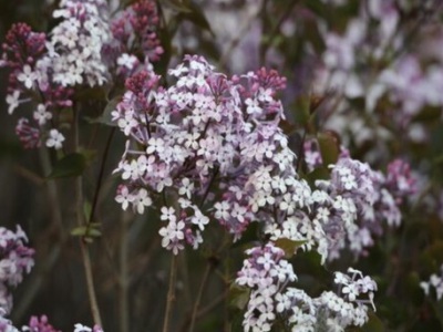 東北丁香花幾月種植？