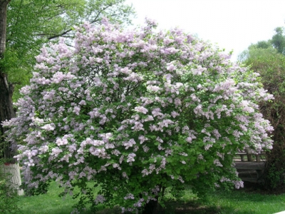 丁香花苗什么時候移栽?