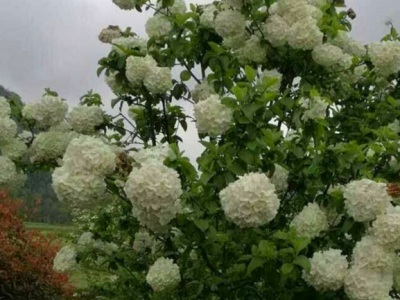 木本繡球花怕凍嗎？