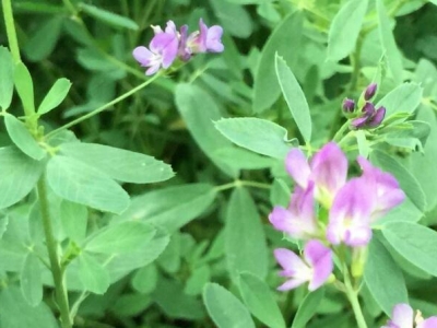 紫花苜蓿草開花了還長嗎