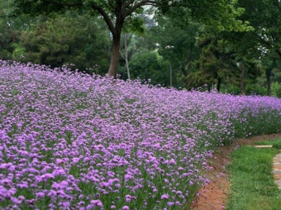 柳葉馬鞭草修剪后還能開花嗎