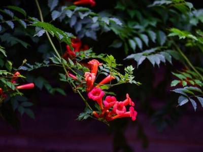 北京凌霄花幾月開