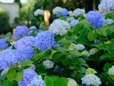 繡球花種子發芽溫度