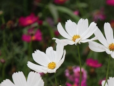 為什么有些波斯菊開花白色的很多