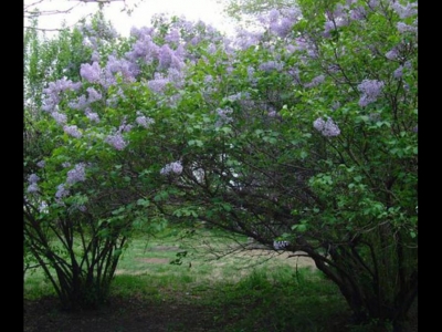 丁香花哪種最香