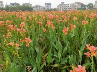 粉花矮生美人蕉原產地在哪里