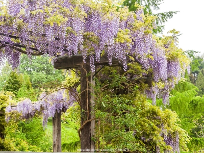 紫藤蘿花生長在哪里，如何種植呢？