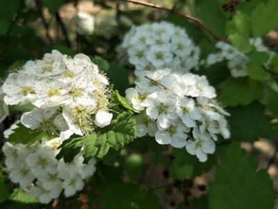 繡線菊哪個(gè)品種好看？