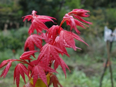 中國紅楓哪個品種最紅？